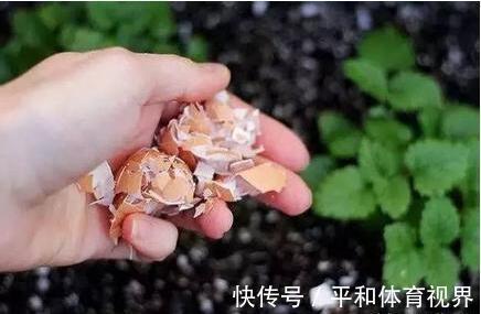 花盆里随手撒把鸡蛋壳,想不到发生了这么神奇的效果