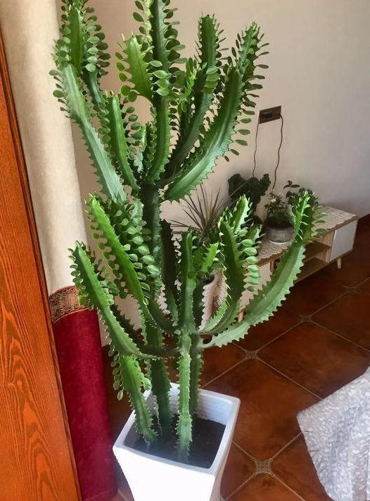 盆栽|夏季盆栽管理镇宅龙骨,不想踩雷该怎么办注意3方面就够了