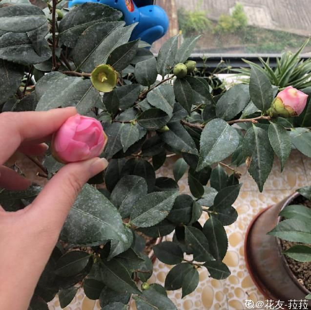 茶花冒花苞，用手一碰就掉了，到底为啥？