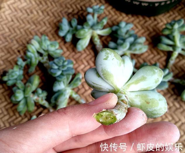 养多肉,就这么简单