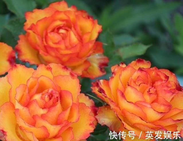 一款专为盛夏而生的花卉,花色红艳无与伦比,花香怡人,好看易养