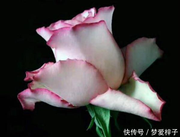 3种“美女花”值得拥有,花色清新,容易开爆盆,好看又好养,美极了!