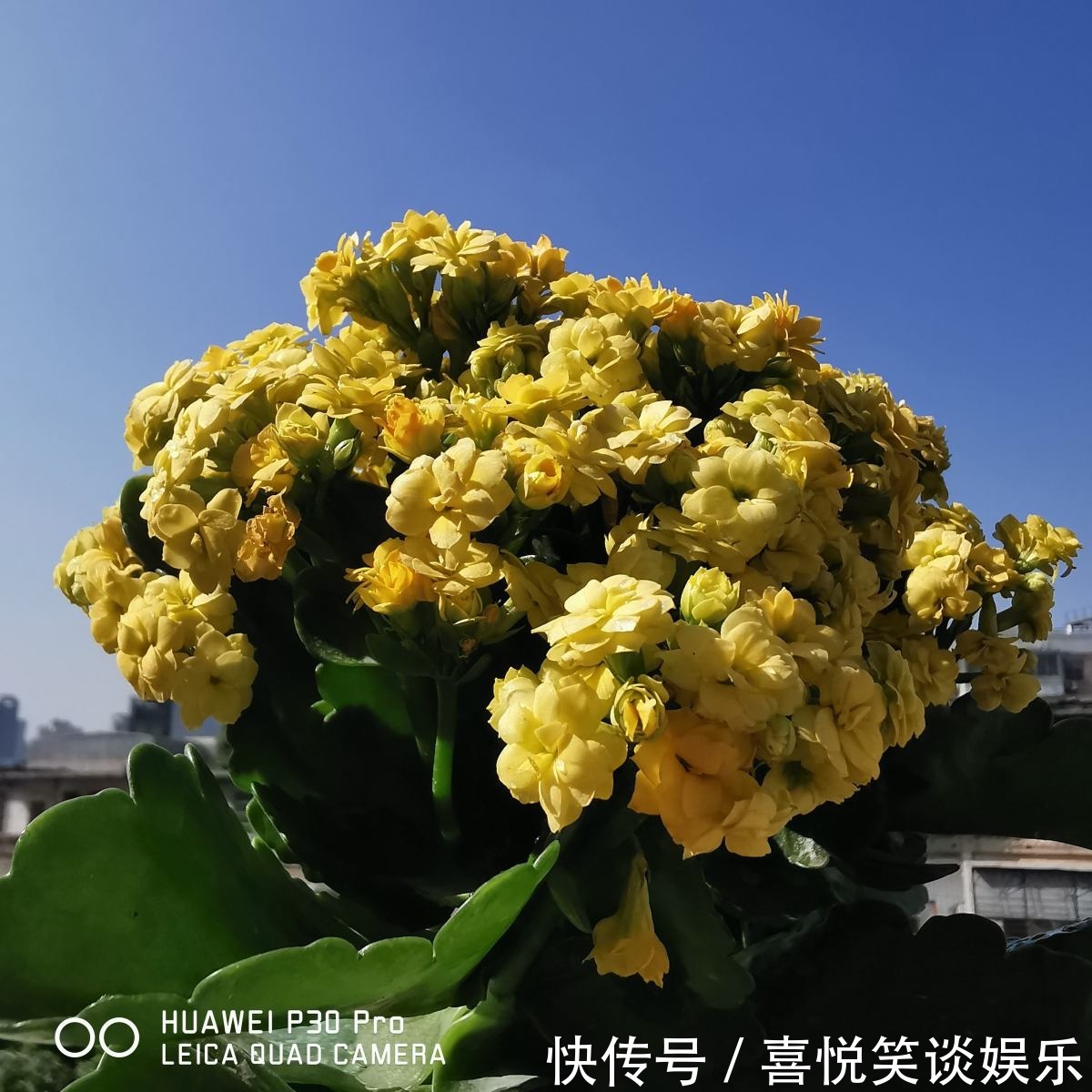 花花|长寿花现在还不冒花苞，赶紧用个“狠招”，很快就开花爆盆