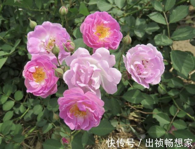 “沾土”就生根的1种花,夏天扦插2盆,9天“冒根系”,长势快