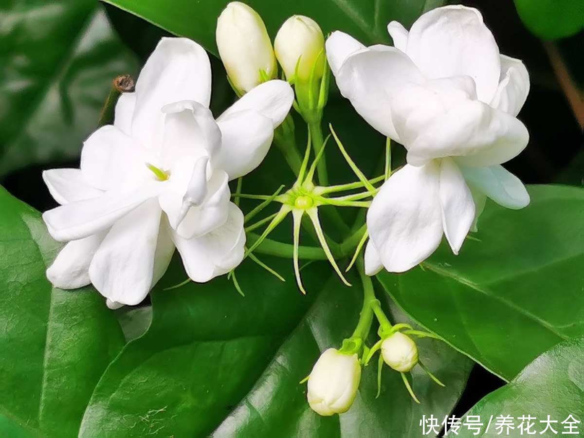 养花不要贪多,只选一个最好的品种,在家就能养成花海