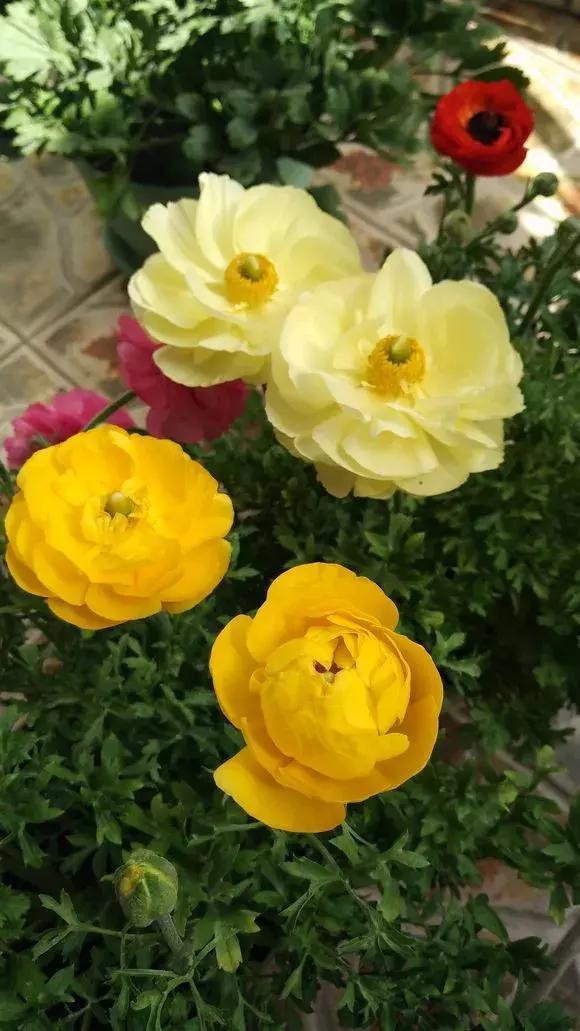 种花|3种花人称“夏必死”,买一盆死一盆,新手小白别忽视