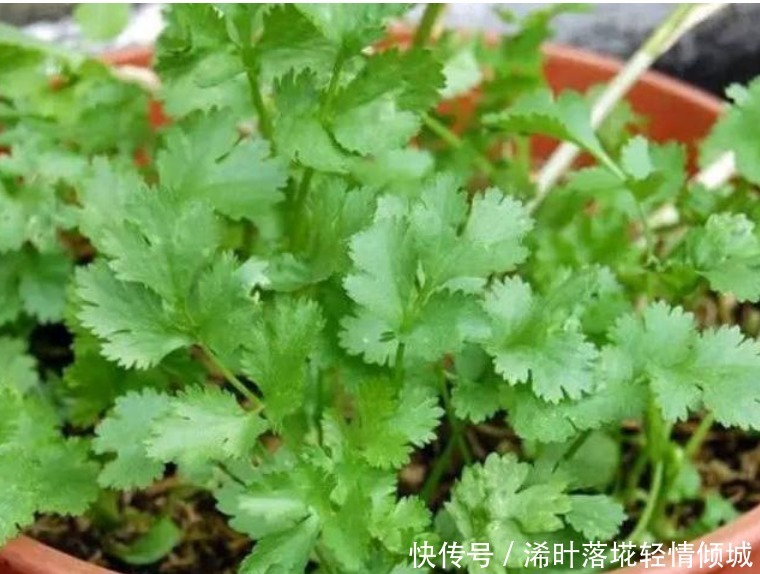 “4种菜”种阳台,生长快周期短,吃完一茬又一茬,不愁没菜吃!