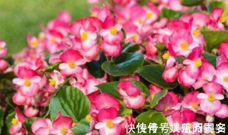 茶花|家里养花,就选4种耐旱花,好养又漂亮,开成小花海!