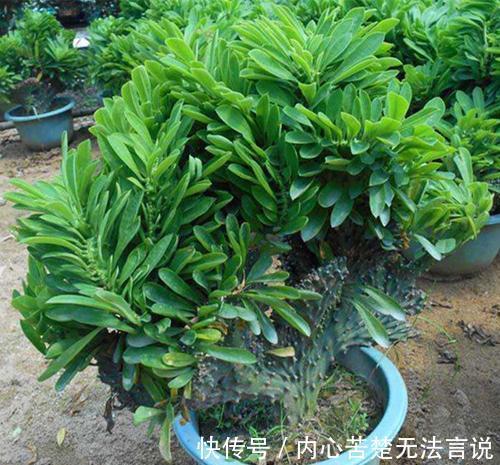 沙漠玫瑰沙漠玫瑰|3种懒人花,虽其貌不扬,但养起来真省心,少浇水挤一挤长得旺!