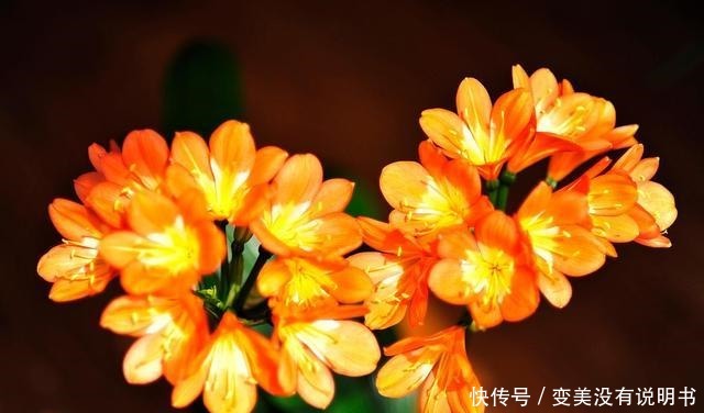 君子兰缺肥有什么症状一年四季怎样给君子兰施肥！