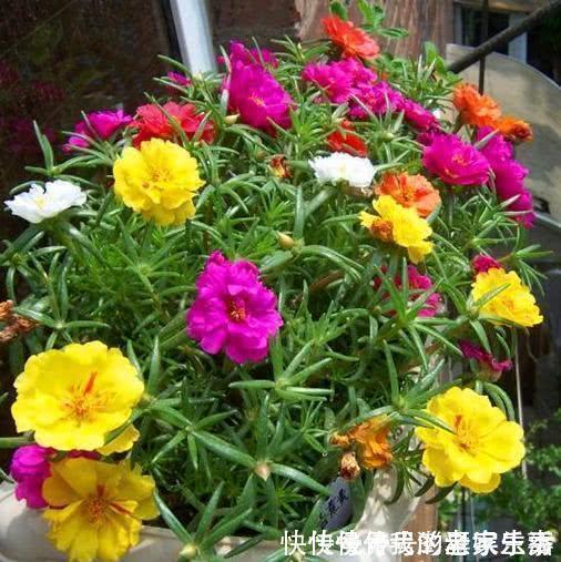 懒人|家里养这5种花,怎么折腾也不死,养一盆爆一盆,懒人也合适