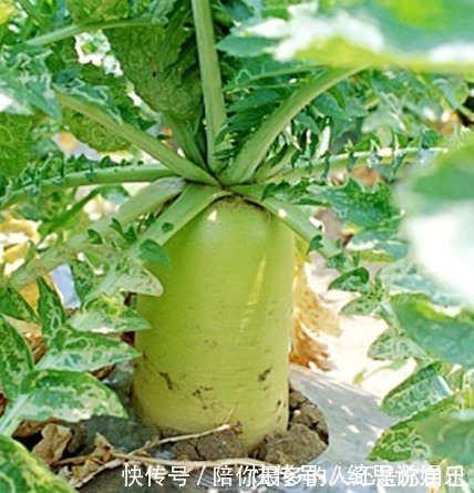 家人|不吃萝卜的都看看,现在知道还不晚,别忘了告诉家人啊