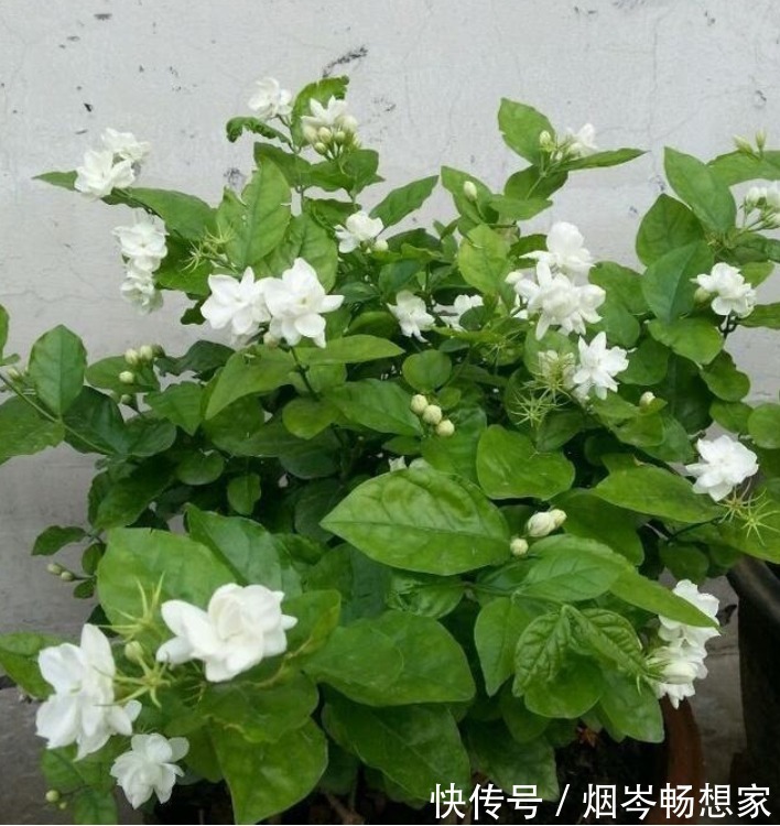 最受欢迎的“5种花”,好养又漂亮,开花还特漂亮,新手也养得好