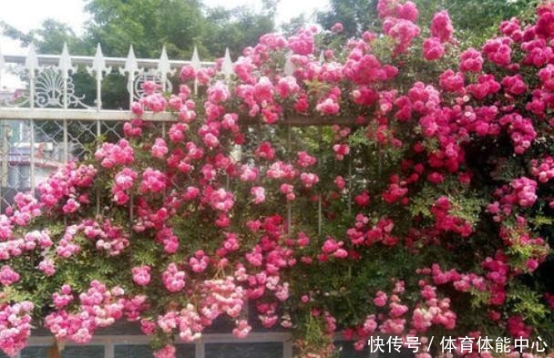 院子再小,也要养棵它,2年长一片,开花特别美,左邻右舍都说香!