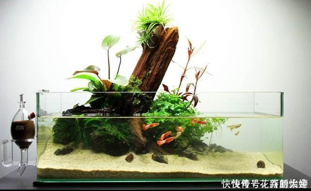 空气|不会养花,就养几颗空气凤梨,不用土栽,喷喷水就能活,特别好看