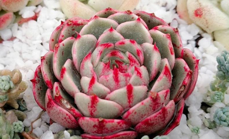 多肉植物如何变成果冻色