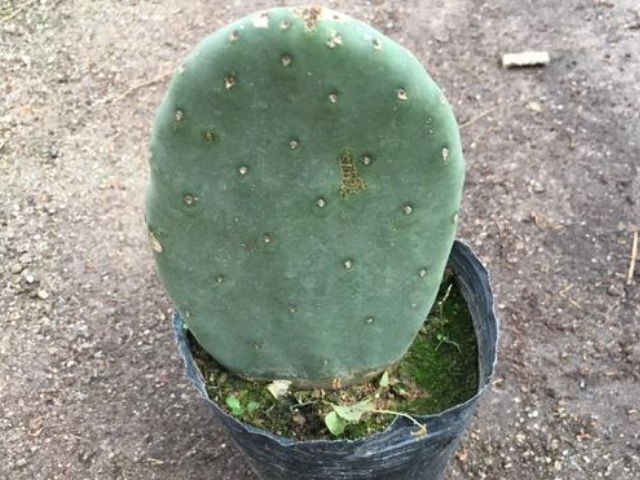 糖尿病足|被称为“天然解毒药”的仙人掌,竟有这8大奇效,不妨一看