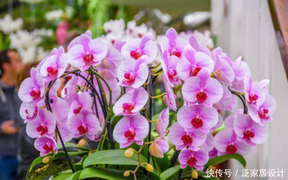 4种漂亮花,是花卉中的“佼佼者”,花大色艳,全年开花不断!