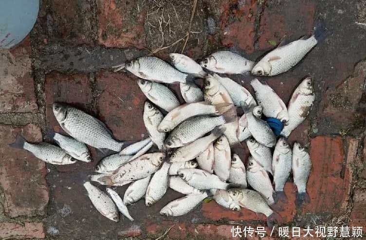 夏季|夏季杂鱼闹窝频繁,不如给它们来点素的,快速到底直攻鲫鱼