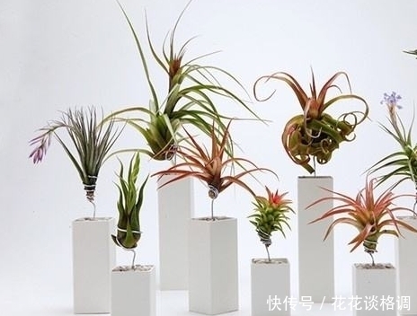 这几种水果吃完先别扔!放盆里泡7天就发芽,一个月左右美不胜收