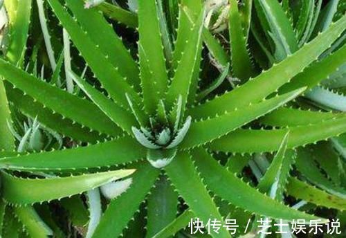 为什么有钱人家里都养这3种植物旺财又旺人，幸好知道早了