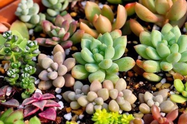 想让多肉变变色,只要做好三件事,下一秒效果绝对惊艳