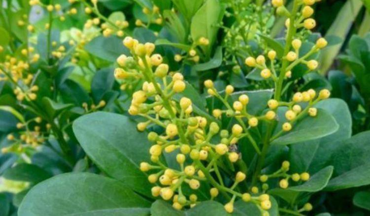 想要花花爆满盆吗？那么养这些花朵，超好养，一盆变多盆，美爆了