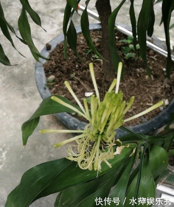 富贵竹|张姨家的富贵竹,养了3年了,竟然开花了,花香很浓,真是少见