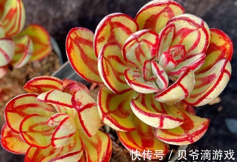 刚入坑的新手，不要错过这6款多肉，好养不说，冬天还能轻松变美