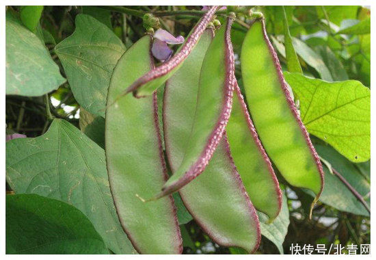 膳食纤维|绿中带紫的扁豆富含膳食纤维 经常食用有利于促进胃肠蠕动