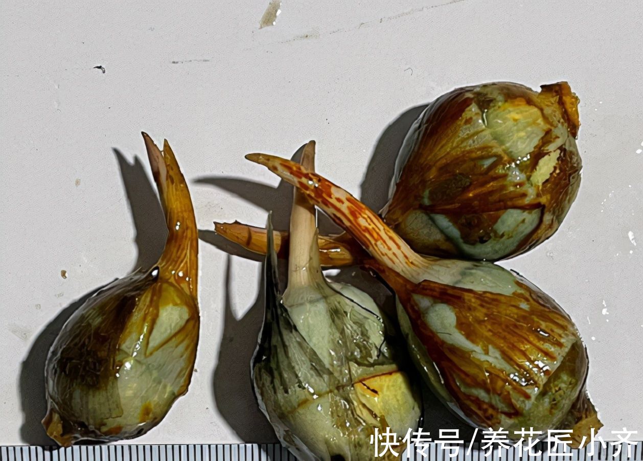 比睡莲好养,比碗莲容易开花,它叫“慈姑花”,有水就能活