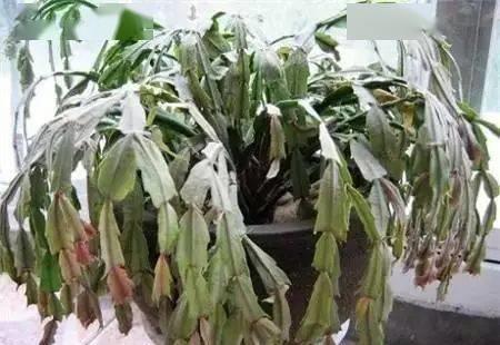 花盆儿|养花总不好?4个“胡乱闹”,看你占了几个,难怪养的差劲