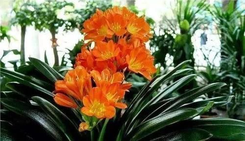 橘子皮养花,效果不比花肥差,实用简单效果好,啥花都喜欢!