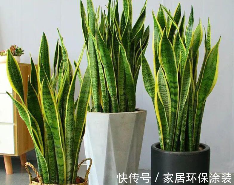 透气性|养殖虎皮兰,落实好“2多2少1勤”,叶子挺直,侧芽呼呼窜爆盆