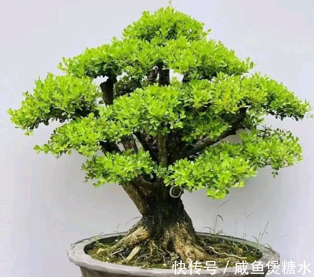 栽培|黄杨盆景一直不旺，啥原因？怎样解决？