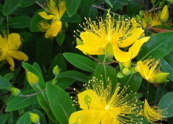 开时|此花花开时像是一片灿烂的金子,宛如娇媚的美女,花开烂漫迷人眼