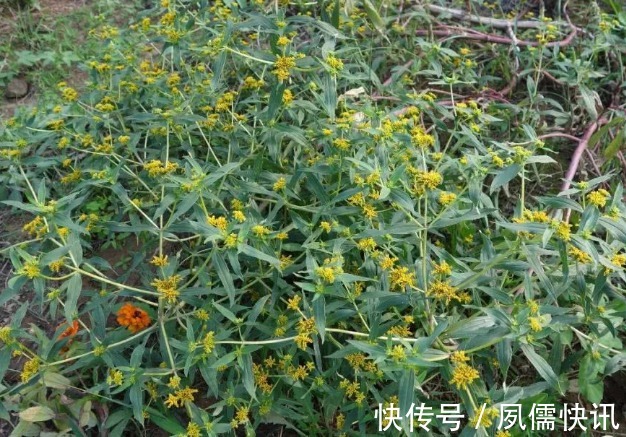 院子里长出这5种草，看到就铲除别犹豫，留下会“后患无穷”