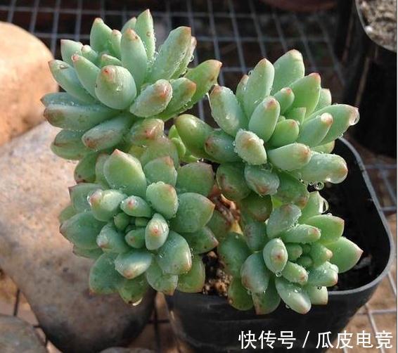 20种多肉推荐给大家,美图美肉,那种多肉你最喜欢