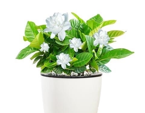 清香|栀子花养护3要点,让花开满盆清香常在!