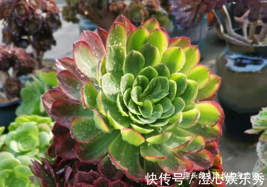 法师|多肉嘉年华法师平常十分低调,但养出状态后它的颜值不输任何多肉