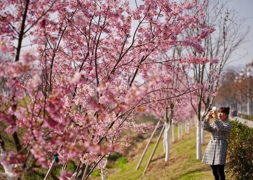 中年|丽水出现“樱花大道”,就在市区好溪路,赶紧出发去打卡