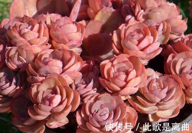 冬季不休眠的多肉如何正确浇水,才能保持良好状态,说说我的看法