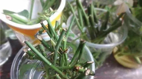 花盆底部垫一层它,养花10年不烂根,你用过几种