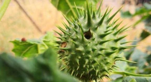 农村常见的这种野草,原来就是曼陀罗,看过知道竟还有这4大功效