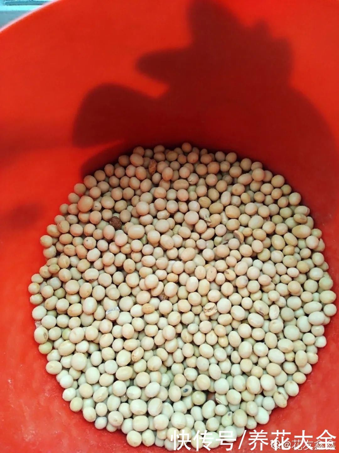 门前不栽竹,门后不留树,老祖宗传下来的养花谚语,特别准