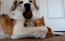 |搞笑动图:小狗下楼梯也这么有个性?