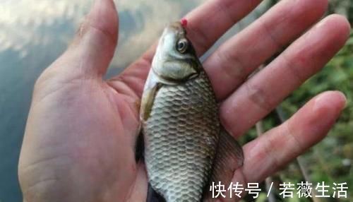 难怪渔具店老板不淡定,原来冬钓用它代小药,板鲫那叫一个好钓!
