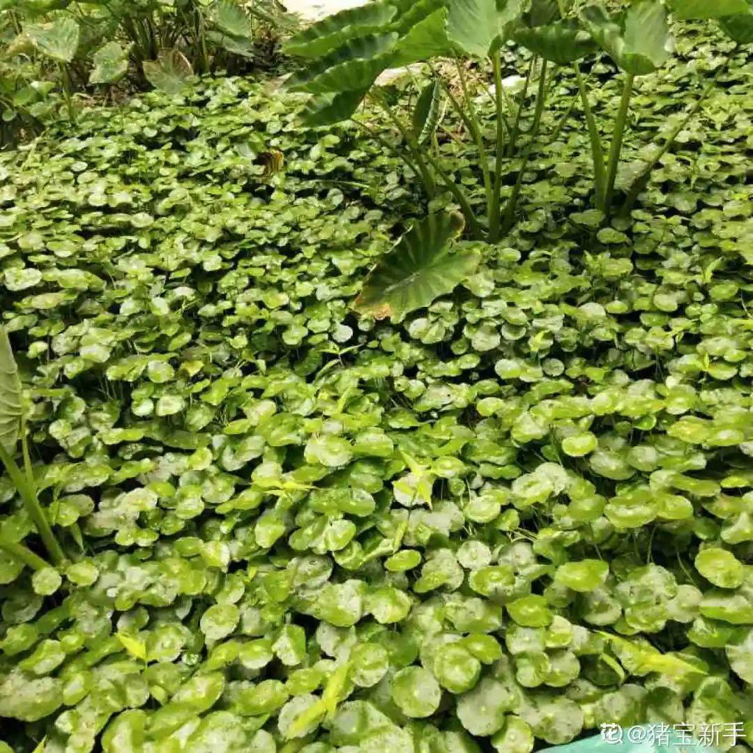 折腾不死的25种花，咋养都爆盆，家里必须养！