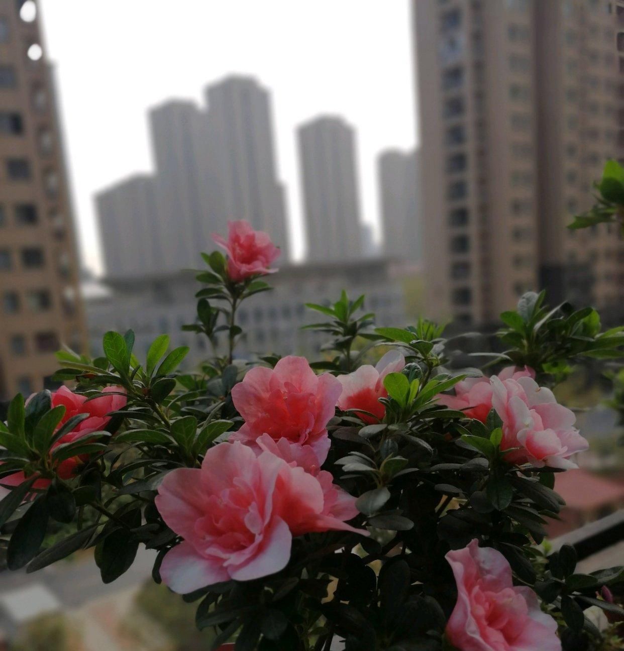 此花是中国传统名花,种植容易,四季常开,适合盆栽,还可做盆景