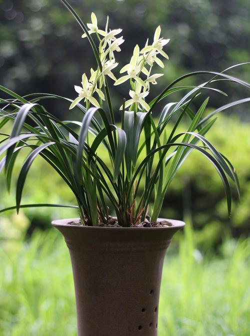 烂根|夏天养兰花，这件“傻事”别做，难怪兰花黄叶又烂根，谁做谁后悔